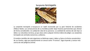 serpiente terciopelo