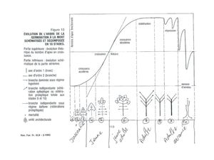 (ARBO-23)-Arbres-Sauvegarde-sécurisation-haubanage-Vie de l'arbre