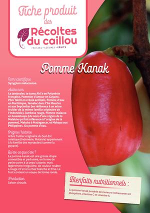 RECOLTES DU CAILLOU POMME KANAK