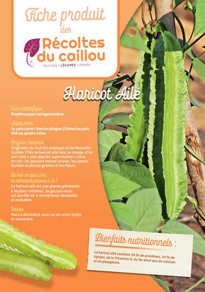RECOLTES DU CAILLOU HARICOT AILÉ.