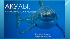 АКУЛЫ
