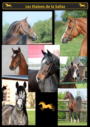 Dépliant éTalons 2023 (Original)