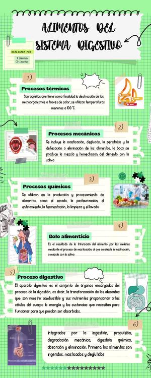 Investigación De Los Alimentos Del Sistema Digestivo