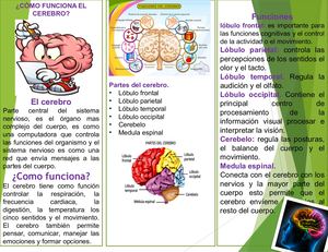 Folleto creativo ¿Cómo funciona el cerebro?