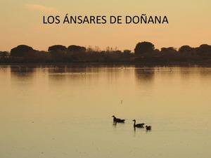 Los Ánsares De Doñana
