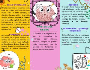 Folleto Creativo ¿Cómo Funciona El Cerebro