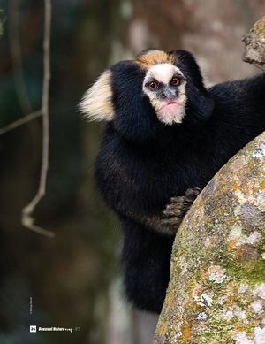 Interview Rodrigo Salles De Carvalho - Beauval Nature Mag n°3