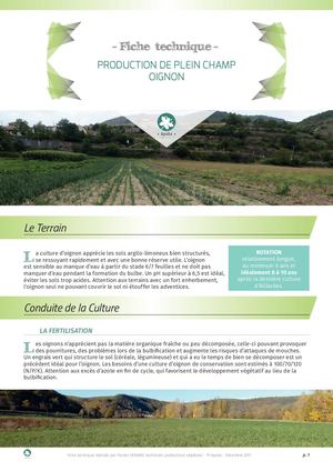 Oignon - Plein Champ