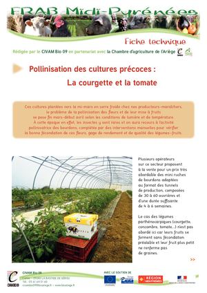 Pollinisation Des Cultures Précoces - Courgettes Et Tomates
