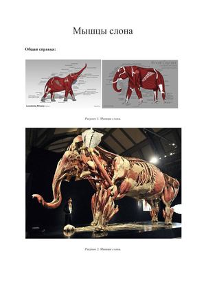 Мышцы слона.
