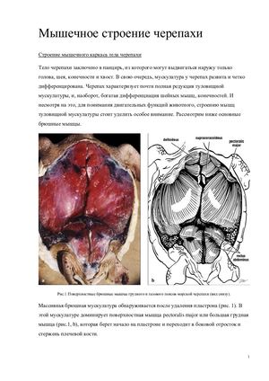 Реферат: Мышцы черепахи