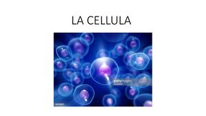 Calaméo - La Cellula