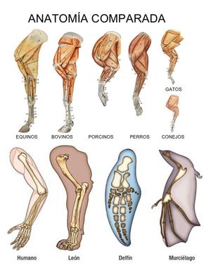 326672939 Anatomia Comparada