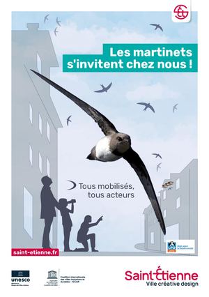 Les martinets s'invitent à Saint-Étienne