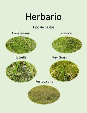 Herbario