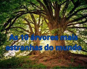 As 10 Árvores Mais Estranhas Do Mundo
