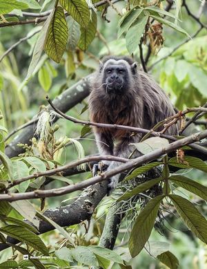 Interview Christian Olaciregui - Beauval Nature Mag n°3