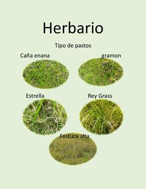 Herbario