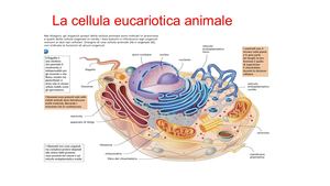 La Cellula