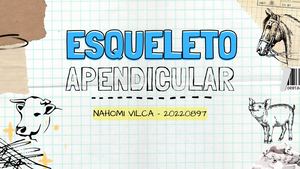 Esqueleto Apendicular