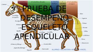 Sistema Apendicular Alcantara