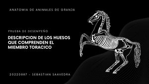 Prueba de desempeño - Esqueleto apendicular