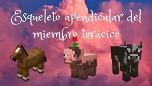 Esqueleto Apendicular Del Miembro Torácico