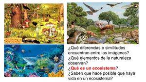 ¿Qué Hace Posible La Vida De Los Seres Vivos En El Ecosistema