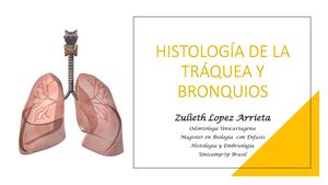 Histologia De La Traquéa Y Bronquíos