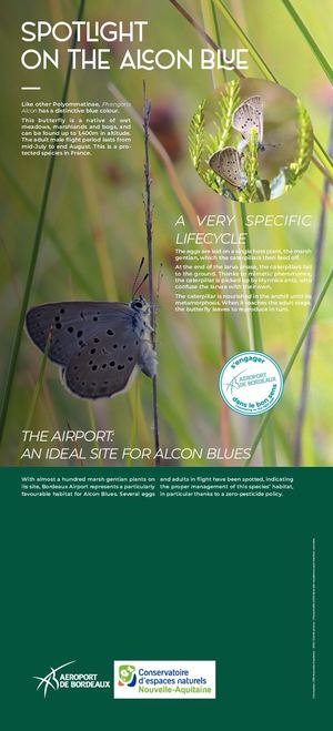 Calaméo - Airport butterflies: Alcon Blue