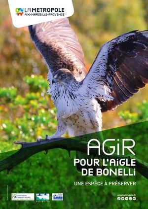 Biodiversité - Aigle De Bonelli