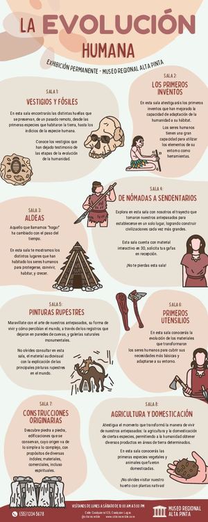 Infografia Evolucion Humana Ilustrado Colores Neutrales