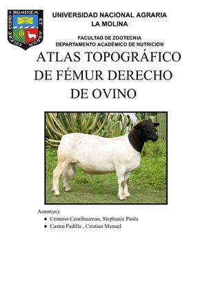 Atlas Femur De Ovino