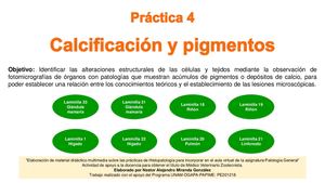 4 Práctica Calcificación Y Pigmentos