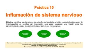 10 Práctica Inflamación De Cerebro