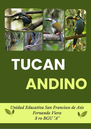 Tucán andino