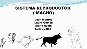 Sistema Reproductor Del Macho Histoem (1)