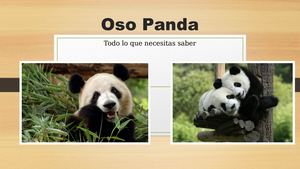 Oso panda