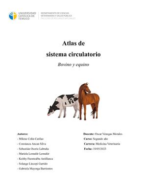 Atlas De Sistema Circulatorio