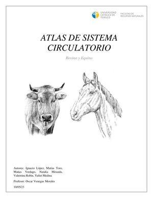 Atlas Sistema Circulatorio 2023 Uct
