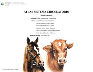 Atlas Sistema Circulatorio Sección 1, Grupo 6