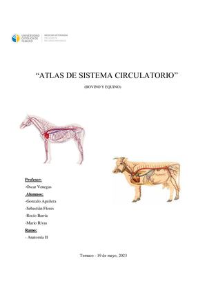 Atlas sistema circulatorio