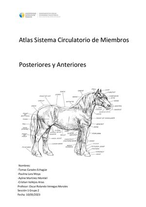 Atlas Anatomía Arterias