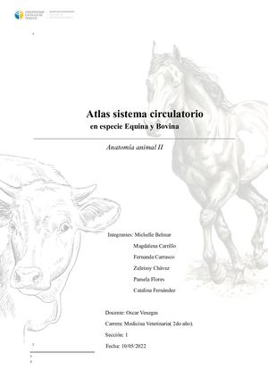 Atlas Sistema Circulatorio