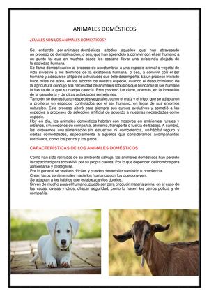 Animales Domésticos