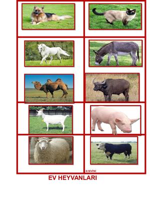 Ev Heyvanlari