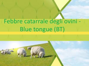 Febbre Catarrale Ovini