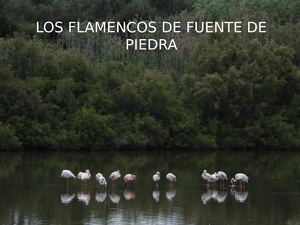 Flamencos De Fuente De Piedra