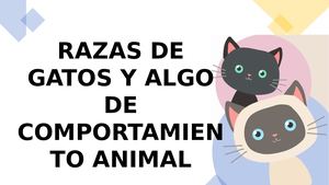 Razas Felinas y comportamiento animal