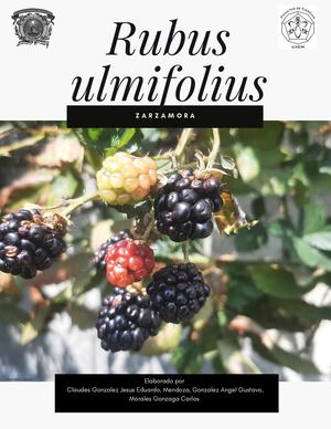 Libro de Rubus ulmifolius